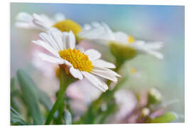 Foam board print Beautiful Daisies