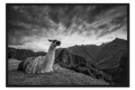Gerahmter Kunstdruck Lama, das vor Machu Picchu in Peru stillsteht.