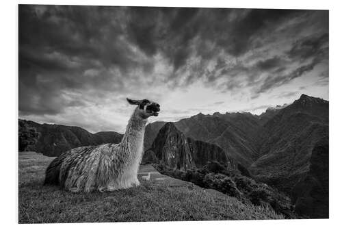 PVC-tavla Llama resting before Machu Picchu in Peru.