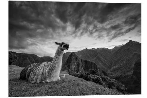 Cuadro de plexi-alu Llama resting before Machu Picchu in Peru.