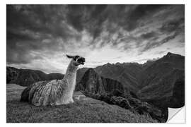 Naklejka na ścianę Llama resting before Machu Picchu in Peru.