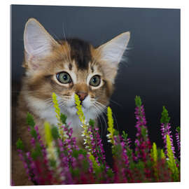 Acrylglasbild Somali Kitten II