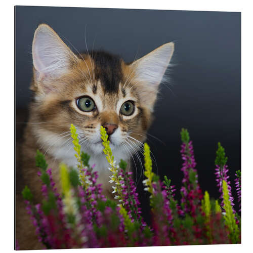 Aluminium print Somali Kitten II