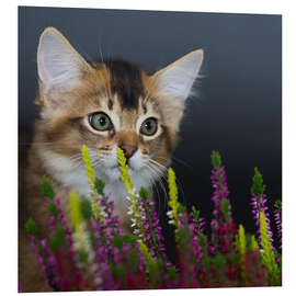 Foam board print Somali Kitten II