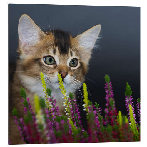 Galleriprint Somali Kitten II