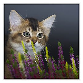 Veggbilde Somali Kitten II - Heidi Bollich