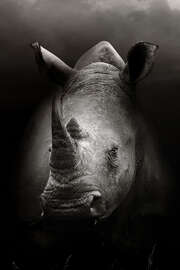 Magnettafel Nashorn Porträt