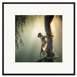 Kehystetty taidepainatus Baby baboon in tree