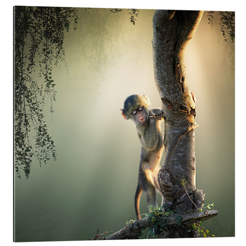 Galleritryck Baby baboon in tree