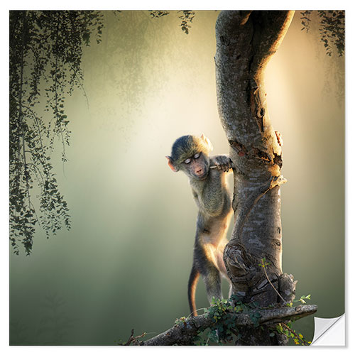 Selvklebende plakat Baby baboon in tree