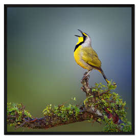 Gerahmter Kunstdruck Singender Bokmakiri