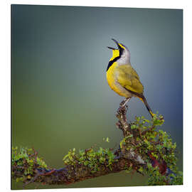 Magnettafel Singender Bokmakiri