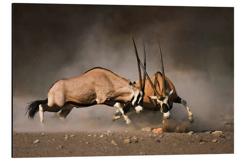 Alumiinitaulu Oryx antelopes in combat