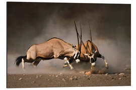 Aluminium print Oryx antelopes in combat