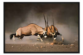 Gerahmter Kunstdruck Oryx Antilopen beim Kampf