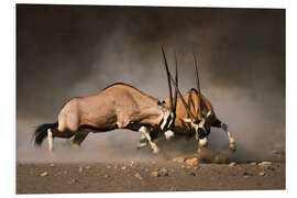 Foam board print Oryx antelopes in combat