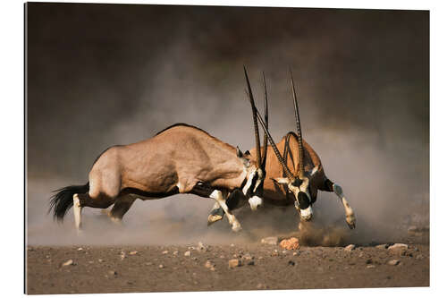 Quadro em plexi-alumínio Oryx antelopes in combat