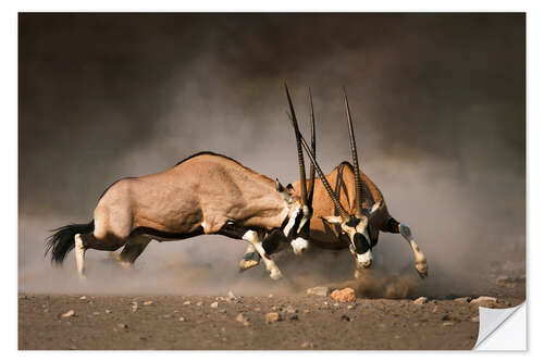 Selvklebende plakat Oryx antelopes in combat