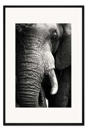 Gerahmter Kunstdruck Elefant im Porträt