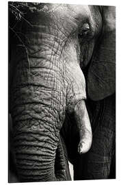 Magnettafel Elefant im Porträt