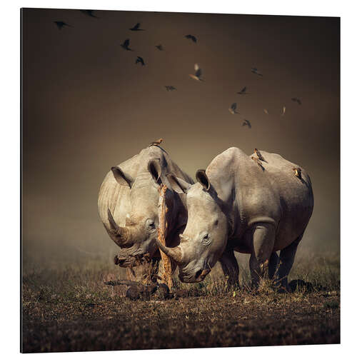 Aluminium print Rhinos with birds