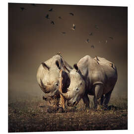 Foam board print Rhinos with birds