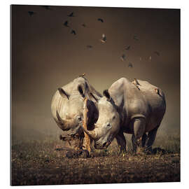 Gallery print Rhinos with birds