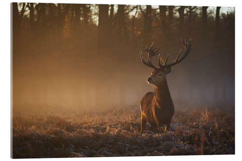 Acrylic print Stag in Autumn Sunrise