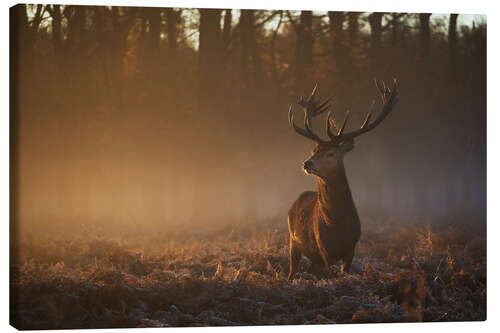 Canvas print Stag in Autumn Sunrise