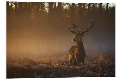 Obraz na PCV Stag in autumn sunrise