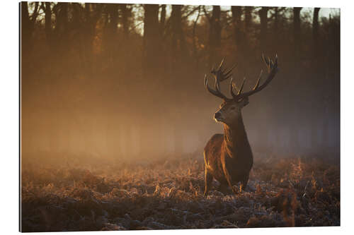 Gallery print Stag in autumn sunrise