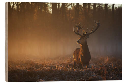 Puutaulu Stag in autumn sunrise