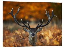 Foam board print The stag king of fire