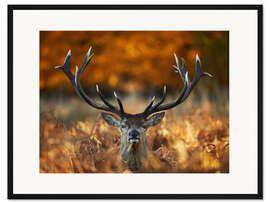 Gerahmter Kunstdruck Hirsch Portrait im goldenen Herbst