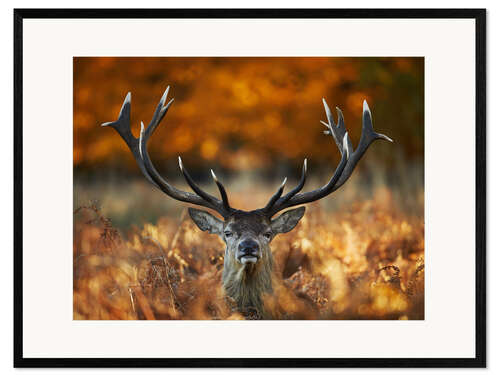 Gerahmter Kunstdruck Hirsch Portrait im goldenen Herbst