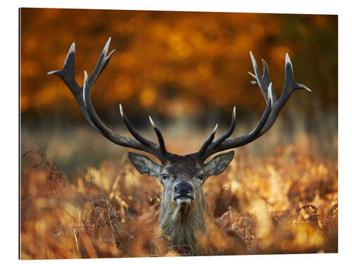 Gallery print The stag king of fire