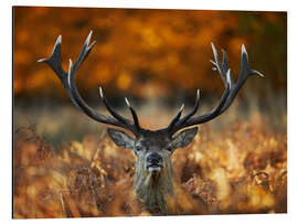 Magnettafel Hirsch Portrait im goldenen Herbst