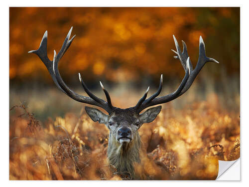 Naklejka na ścianę The stag king of fire