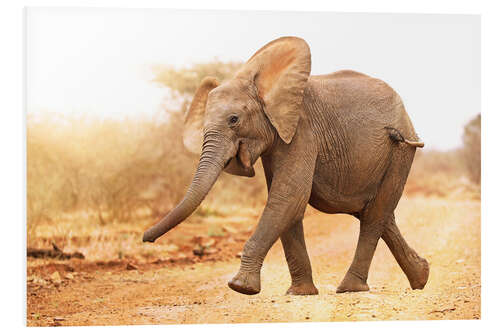 Foam board print Happy elephant, South Africa