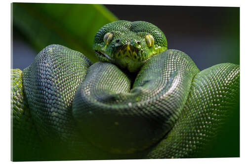 Tableau en verre acrylique green tree python 