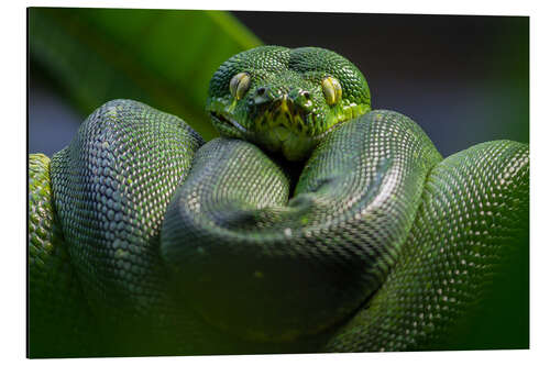 Tableau en aluminium green tree python 