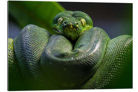 Gallery print green tree python 