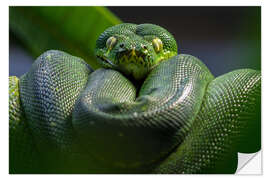 Sisustustarra green tree python 