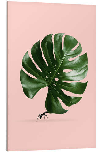 Alubild Ameise und Monstera