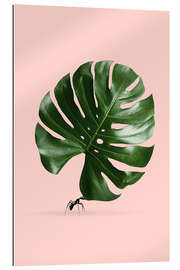 Cuadro de plexi-alu MONSTERA ANT