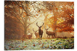 Gallery print Stags and deer in an autumn forest with mist