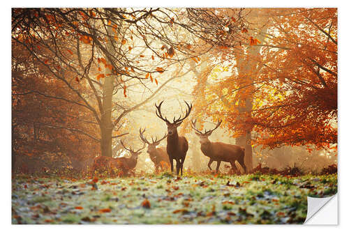 Sticker mural Cerfs et cerfs dans une forêt d'automne avec brouillard