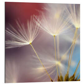 Aluminiumsbilde Dandelions dream II