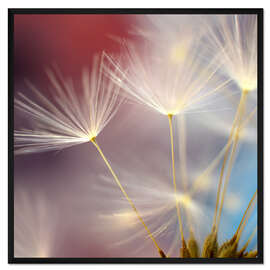 Gerahmter Kunstdruck Pusteblumentraum II