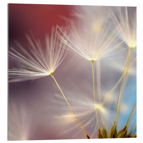 Gallery print Dandelions dream II